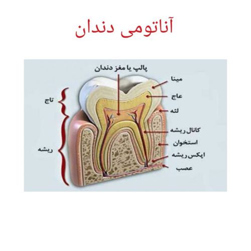 بافت شناسی دندان وآناتومی دندان